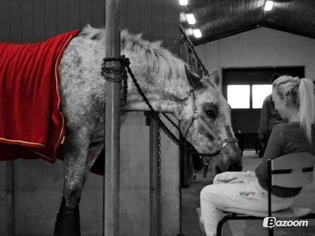 Knabstrupper Pheline Markdalgaard *tidligere hest* - Fredagslik med tæppe og stille musik. billede 18