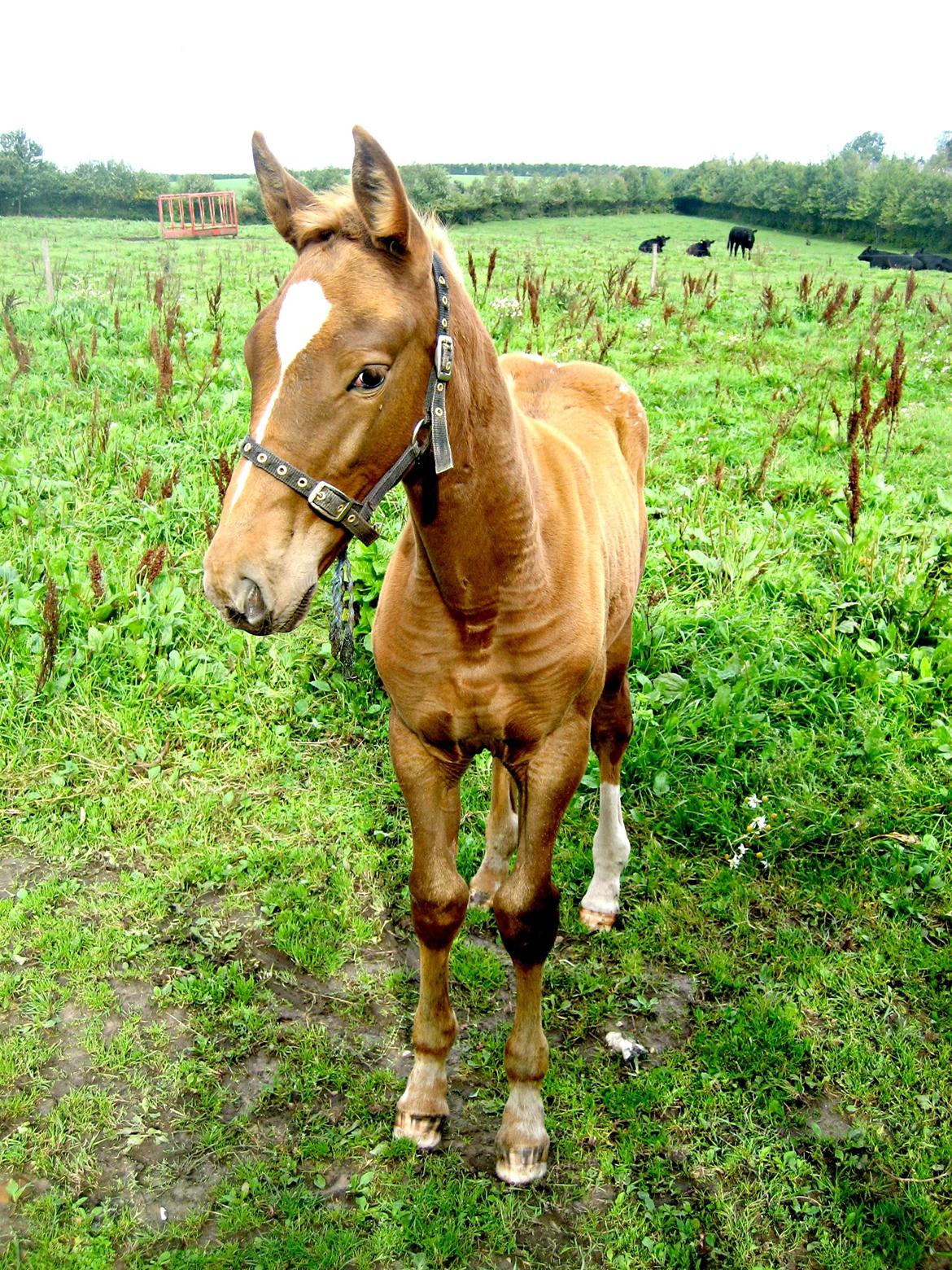 Knabstrupper Pheline Markdalgaard *tidligere hest* - Som føl billede 12