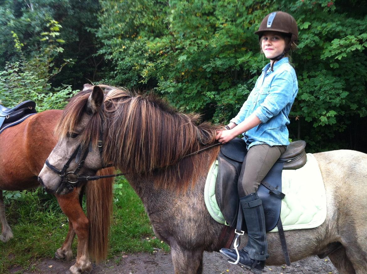 Islænder Blettur fra Tjenergården - skøøn skovtur med masser af mirabeller XD

Smilla U, er den dygtige fotograf billede 6