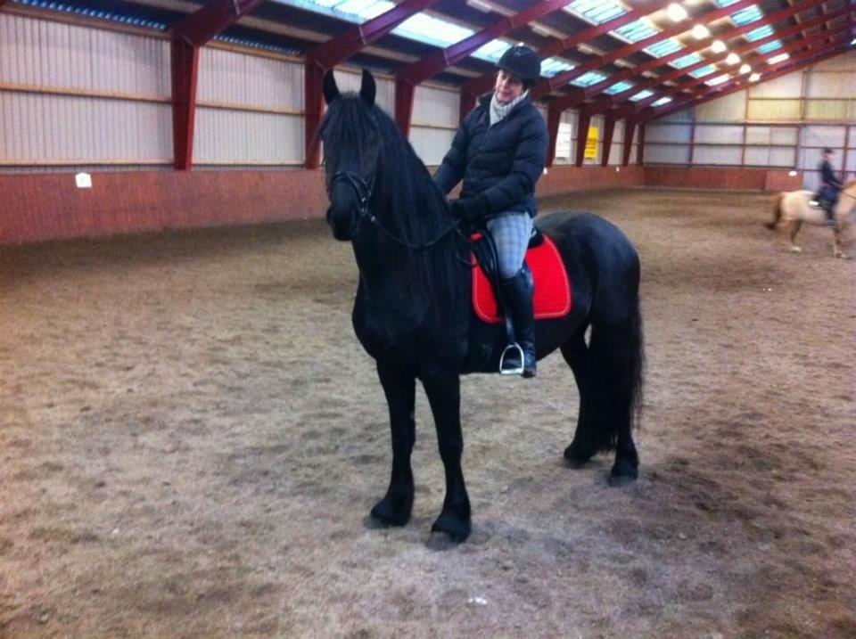 Frieser Zaffa AF Fugleholt (mors) billede 14