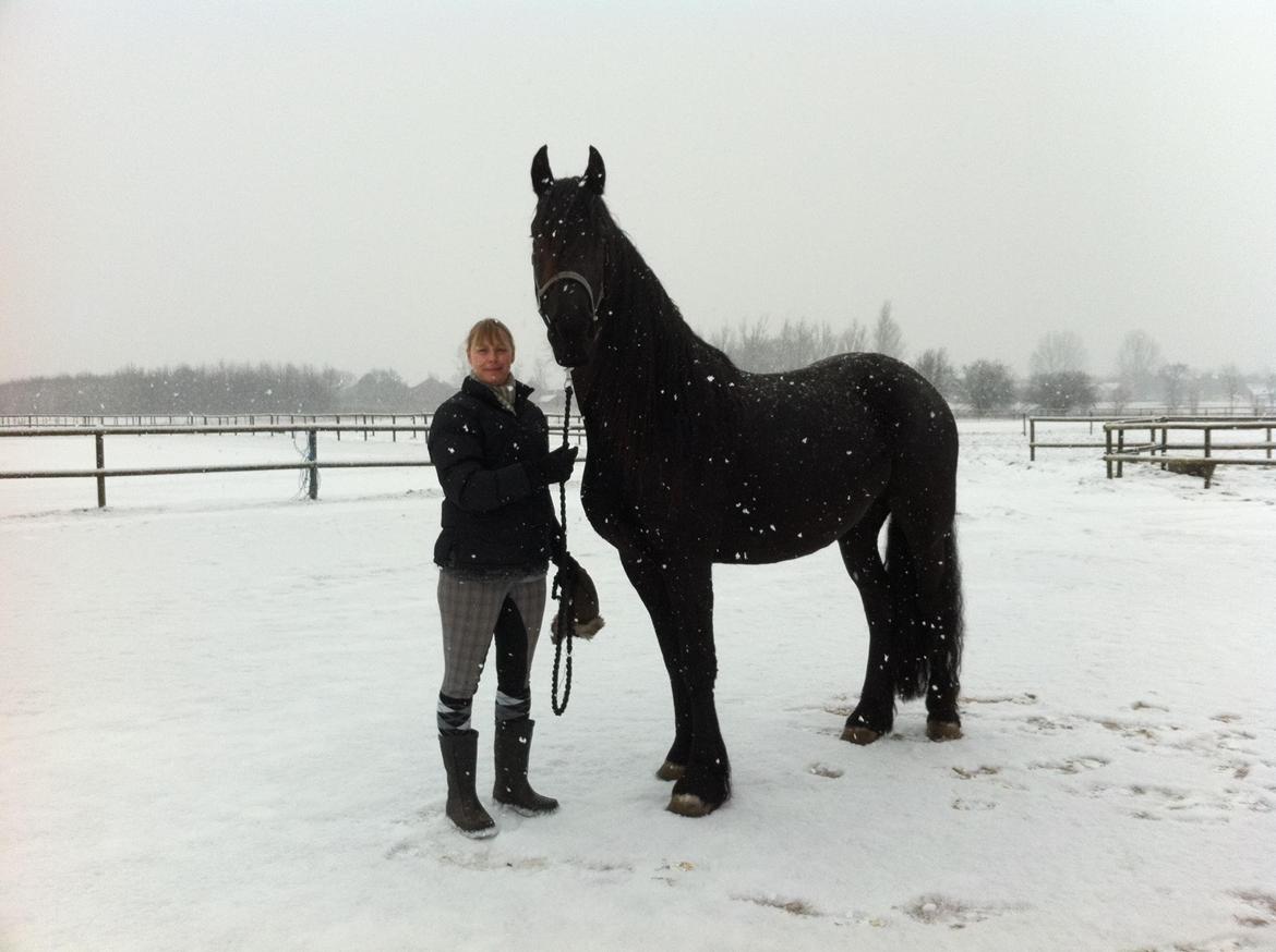 Frieser Zaffa AF Fugleholt (mors) billede 16