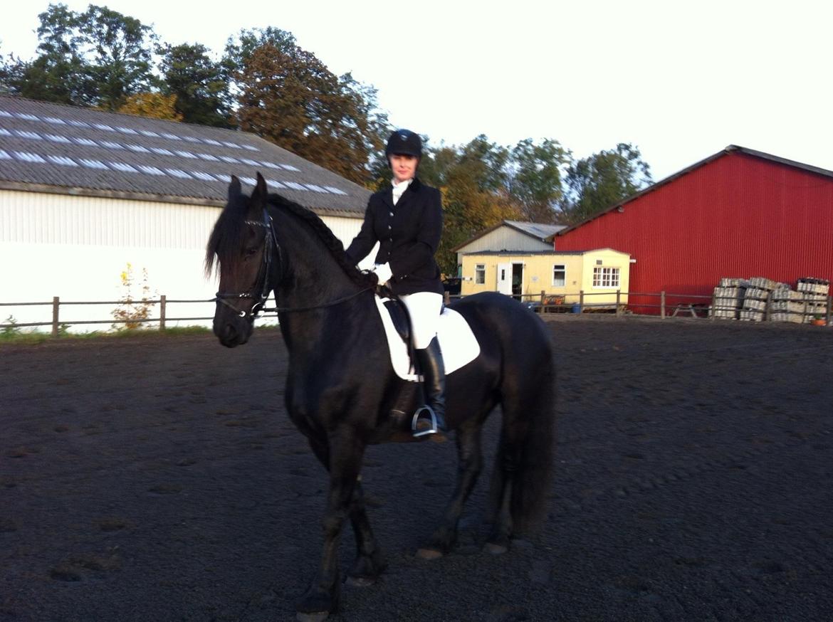 Frieser Zaffa AF Fugleholt (mors) billede 17