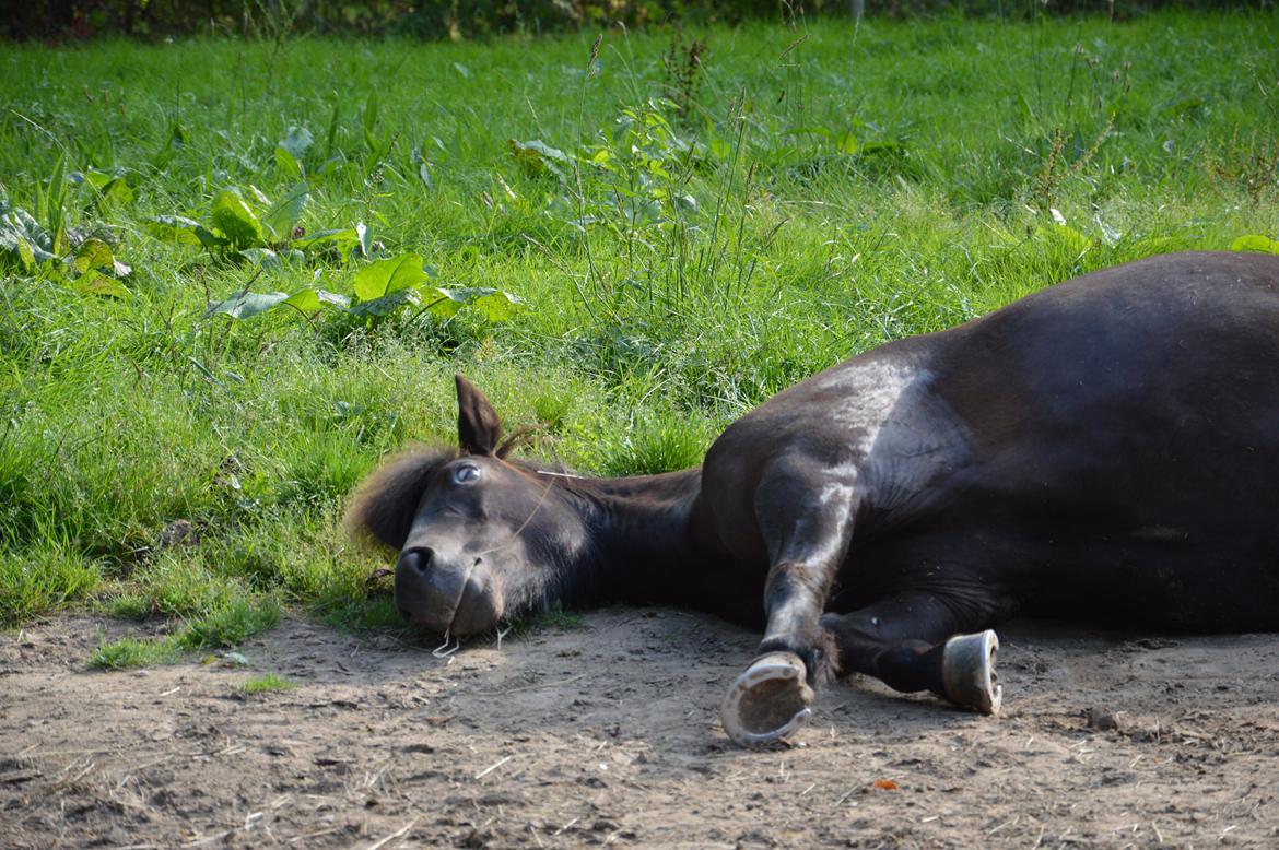 Islænder Dimma fra Kringlan billede 7
