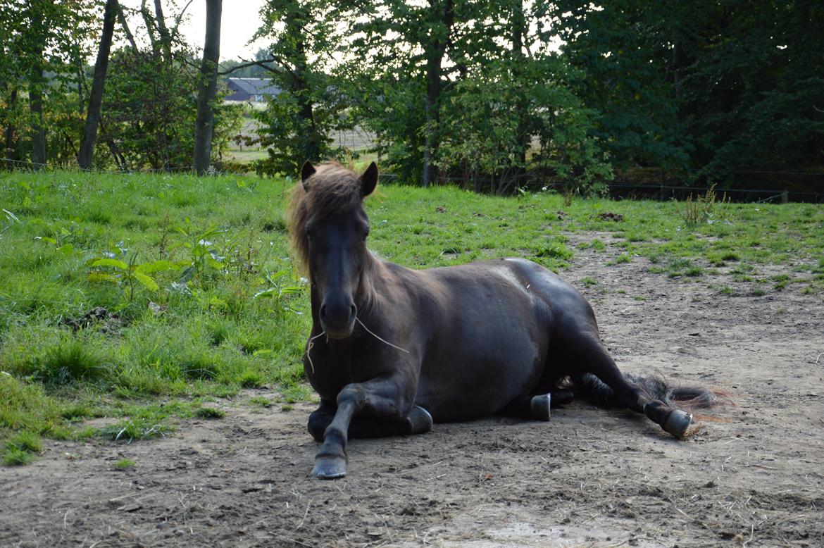 Islænder Dimma fra Kringlan billede 5