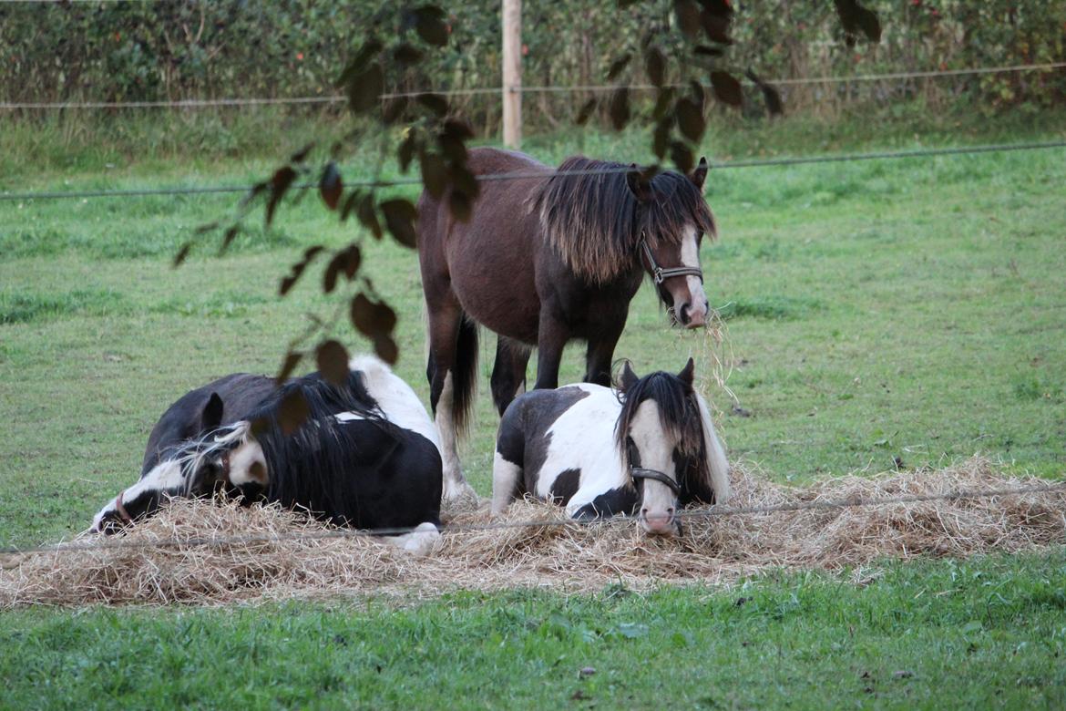 Irish Cob Lucy Caomh af Lærkegaarden - Lucy får en lille snack mens de 2 andre dovendriver sover. billede 14