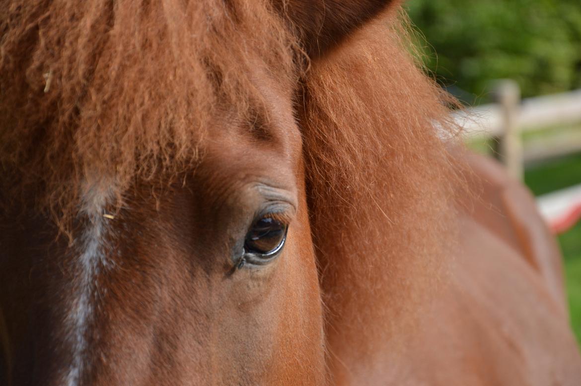 Islænder Elding fra Nyvanggaard - Lille smukke hest ♥ billede 11