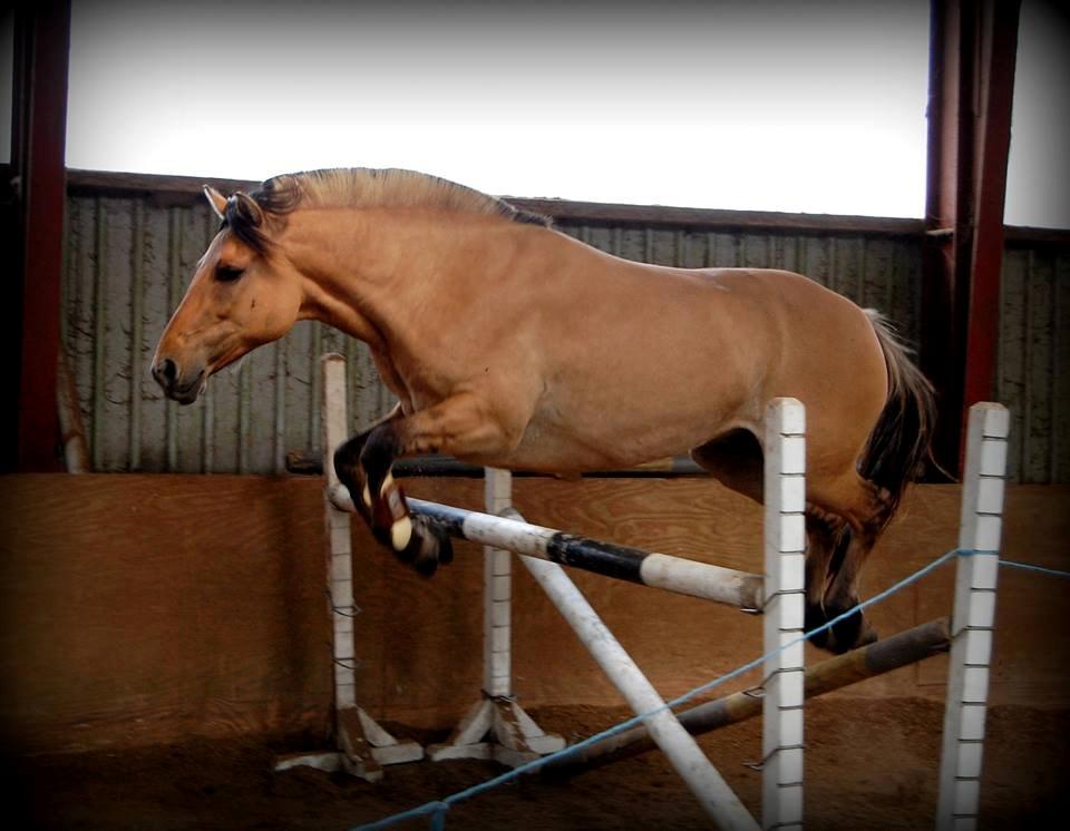 Anden særlig race Pepsi billede 22