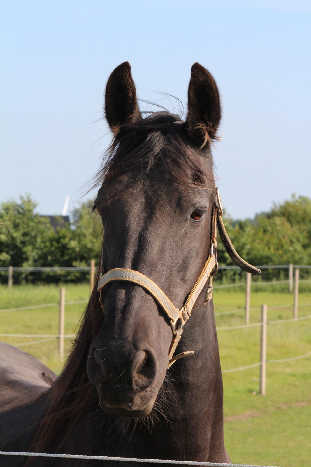 Frieser Wietske fan't Slyp - Wietske, taget d. 7 juli 2013, smuk smuk. billede 1
