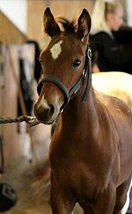 Anden særlig race Spyro billede 2