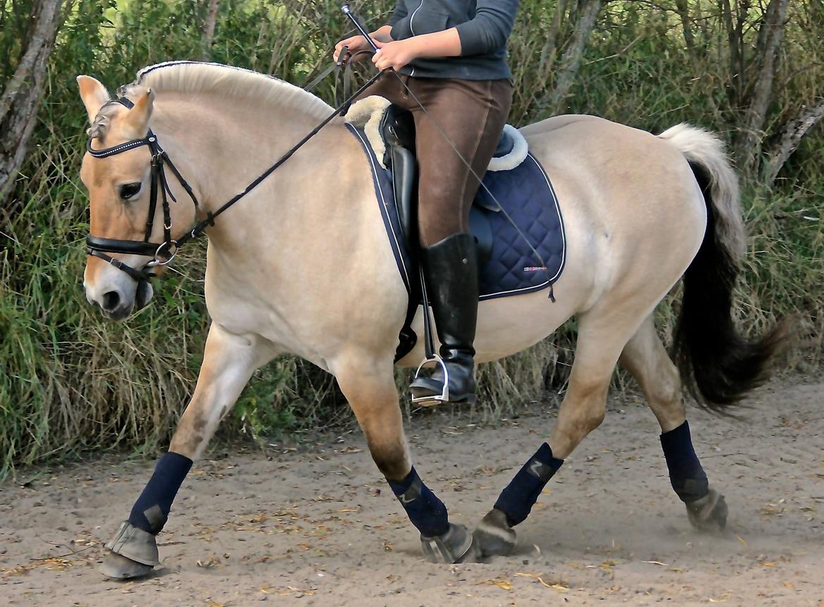 Fjordhest Musse billede 20