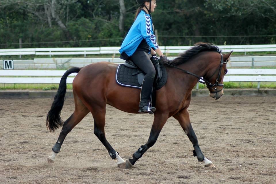 New Forest Egeballes Totilas [Tidl. hest] - All you have to do is believe. billede 9