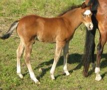 New Forest Egeballes Totilas [Tidl. hest] - Lille baby Totilas!<3 billede 5