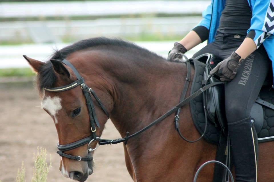 New Forest Egeballes Totilas [Tidl. hest] - Jeg kan jo godt! SSP photo billede 4