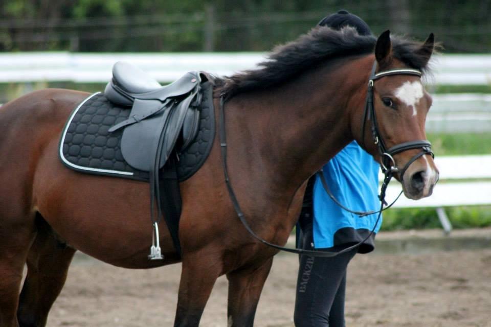 New Forest Egeballes Totilas [Tidl. hest] - Det er faktisk lidt skræmmende atdu ligner din storesøster næsten på en prik på dette billede.
SSP photo billede 6