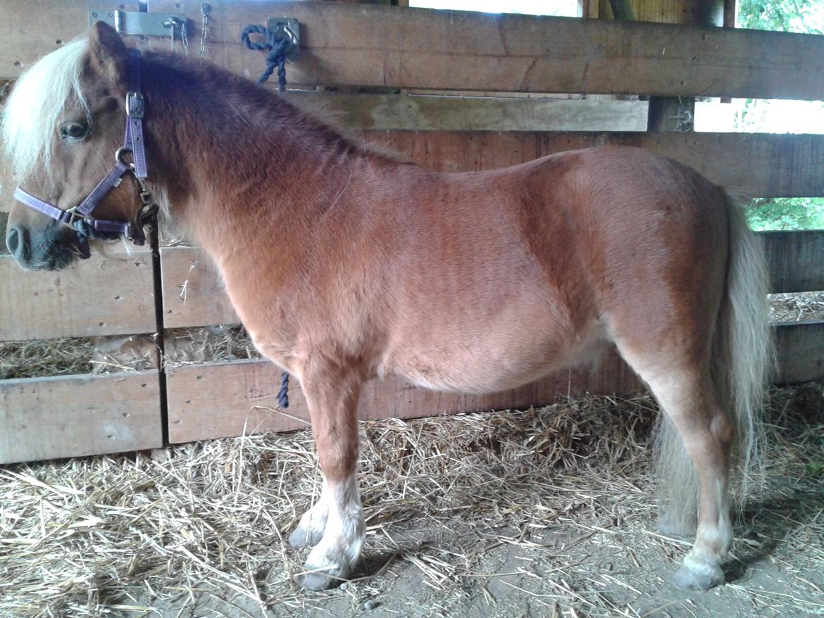 Shetlænder Bailey billede 2