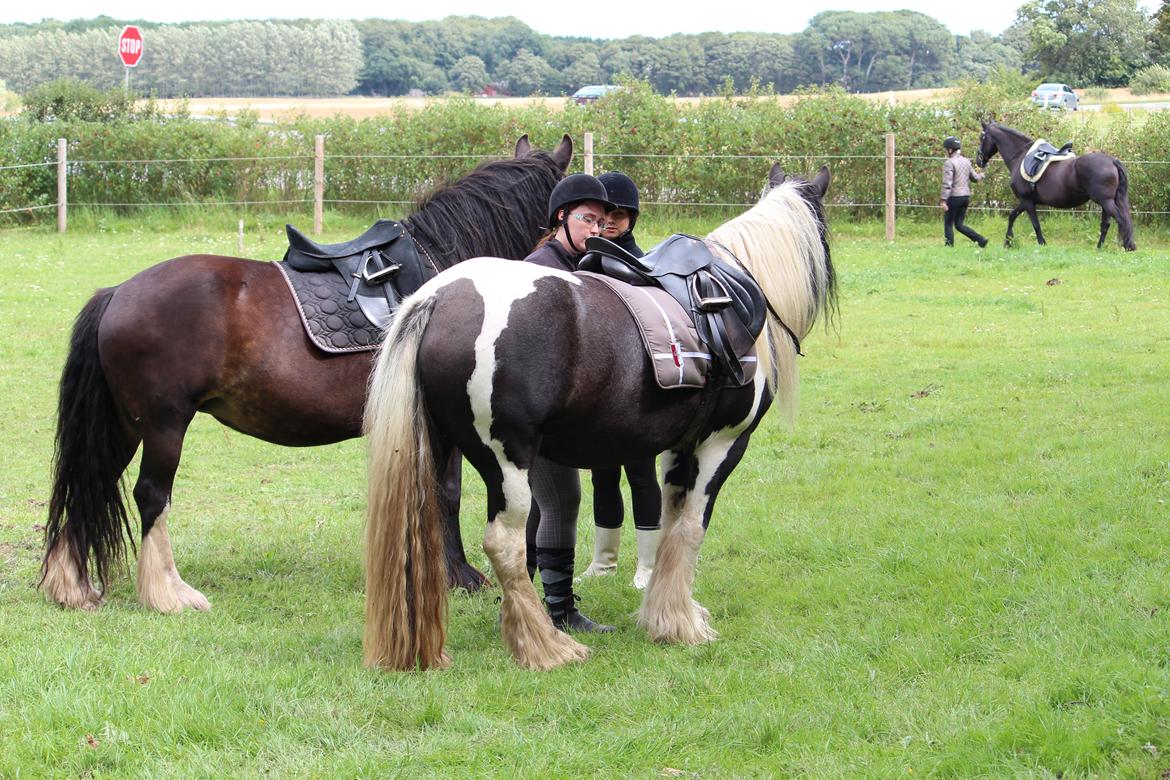 Irish Cob Lærkegaardens Sweetie - Mille hjælper min datter Louise med sadlen på Shanti, Sweetie står og nyder det hele. billede 10