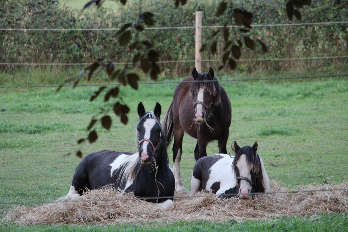 Irish Cob Haven´s Mille *SOLGT* - Mille ligger i høet og gumler, hvorfor stå når man kkan ligge. Mella og Lucy deltager i dovenskaben. billede 12