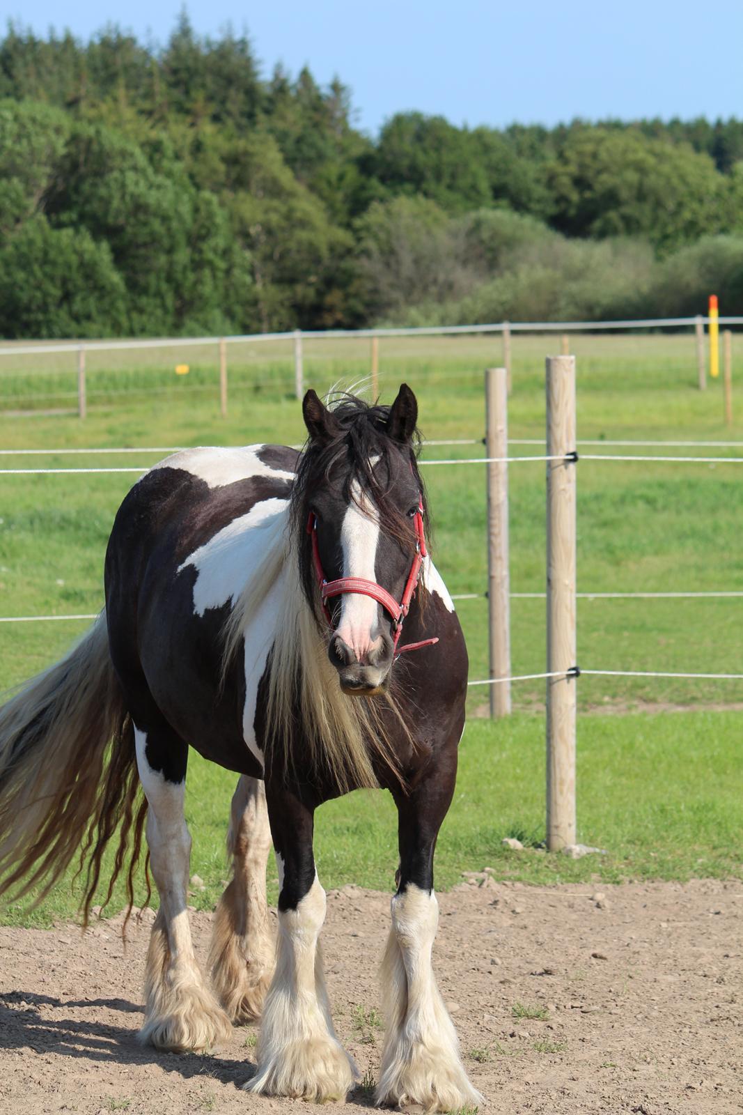 Irish Cob Shakila´s Shanti - Smukke Shanti med glimt i øjet, hvis de ellers er til at få øje på p.ga. alt hendes hår. billede 1