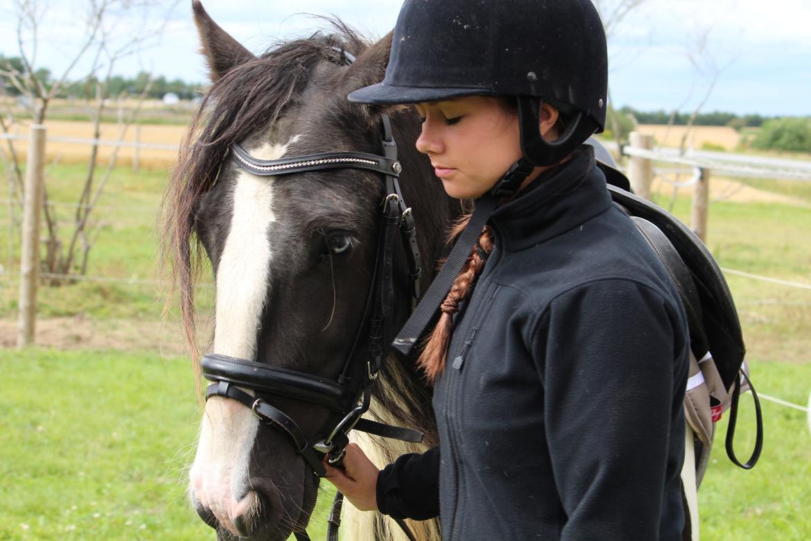Irish Cob Shakila´s Shanti - Min datter Louise har sadlet Shanti op, og de er klar til en ridetur. billede 12