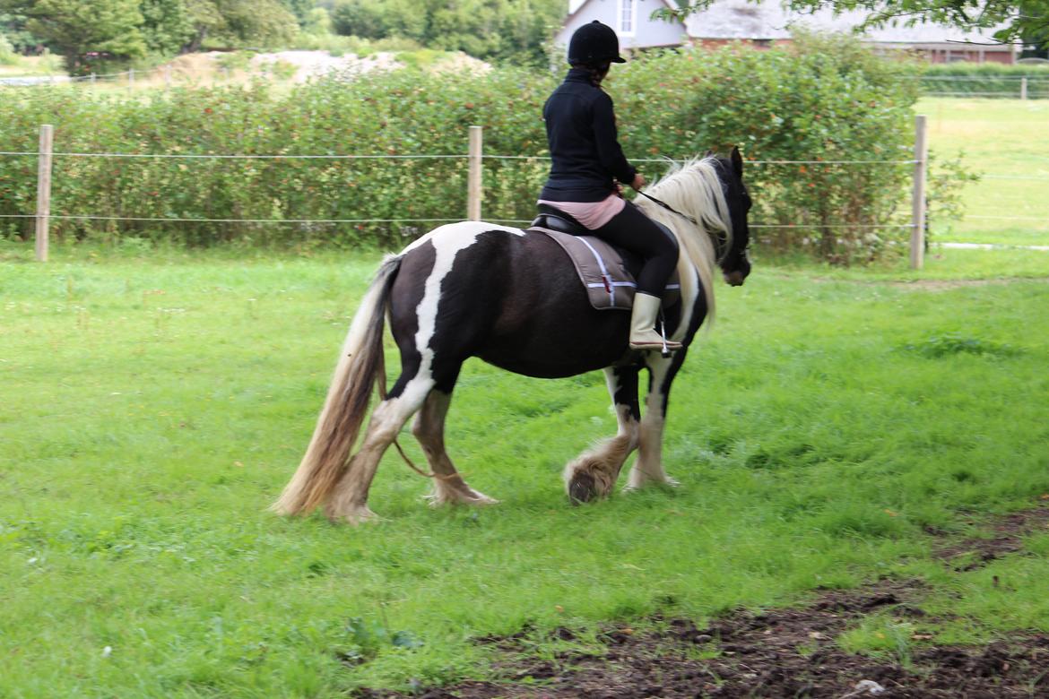 Irish Cob Shakila´s Shanti - Min datter Louise og Shanti. billede 14