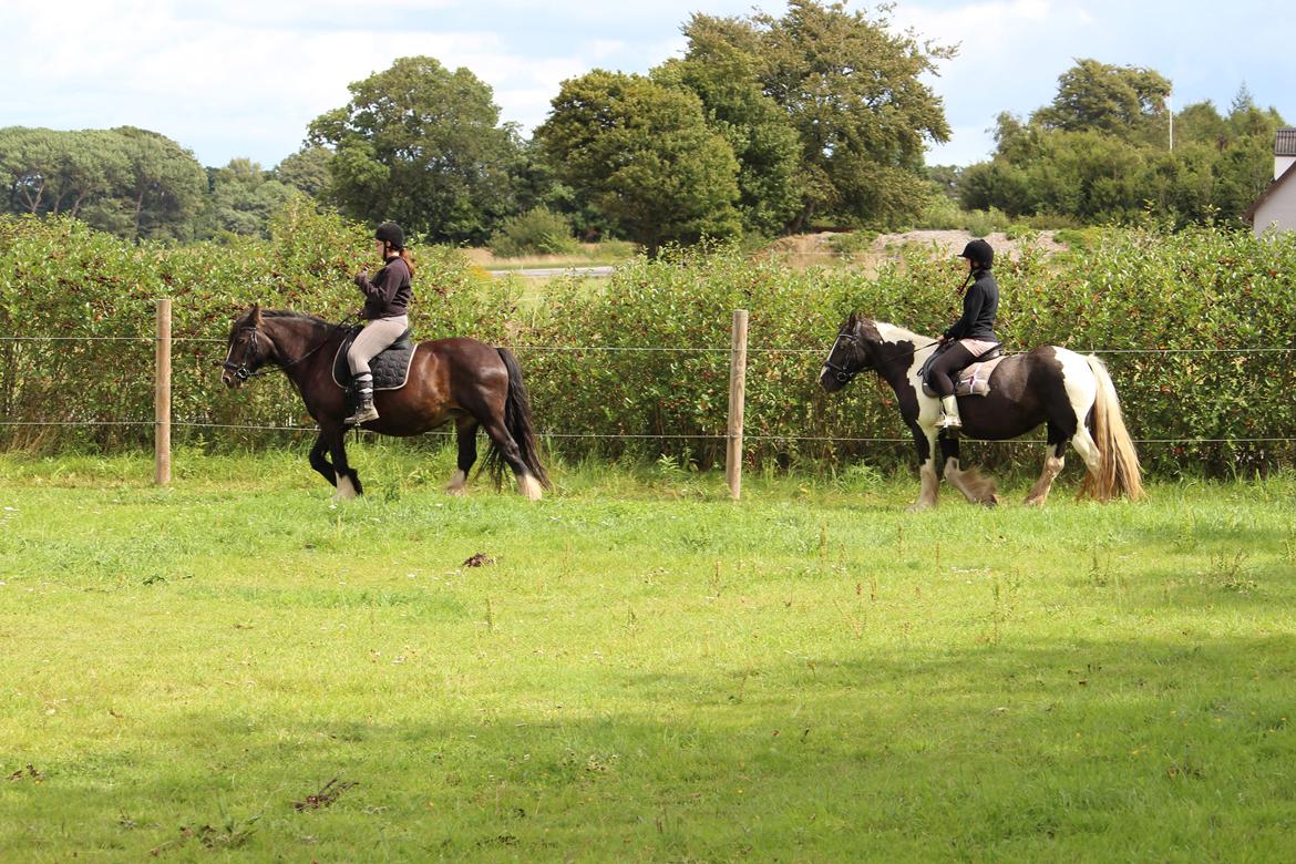 Irish Cob Shakila´s Shanti - Shanti efter Sweetie med Louise og Mille som føretrøjer. billede 15