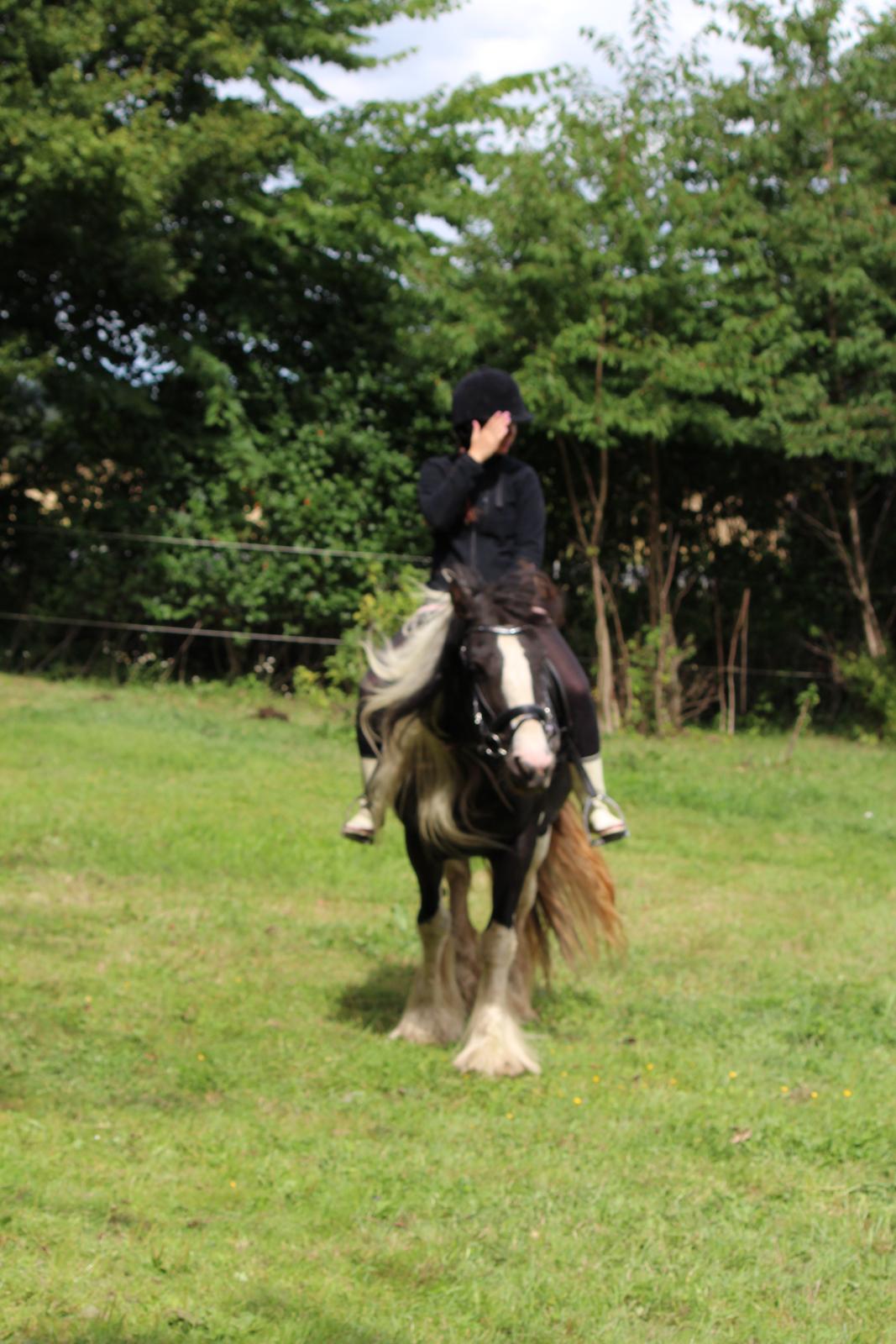 Irish Cob Shakila´s Shanti - Smukke fremadgående friske Shanti. billede 16