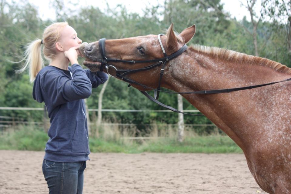 Knabstrupper Skovgårdens Rollo<3 (SOLGT) - Velkommen til Rollo's profil! billede 1