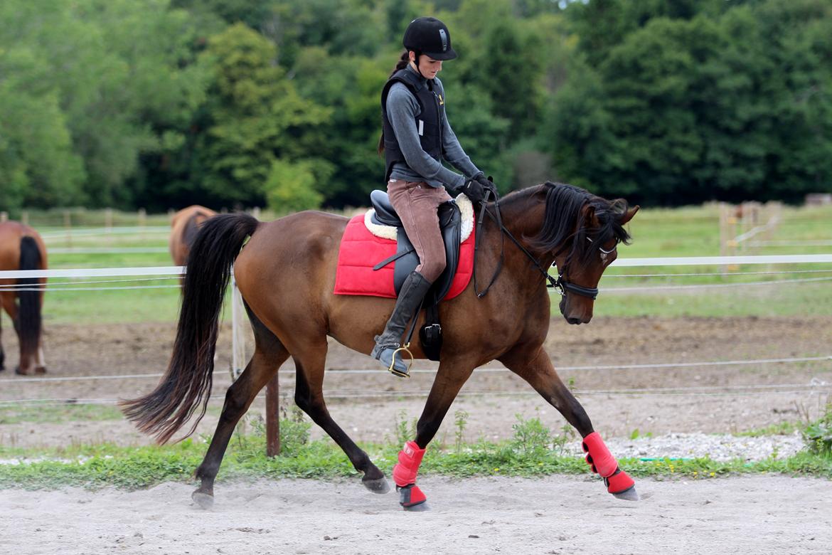 Anden særlig race Anubis billede 12