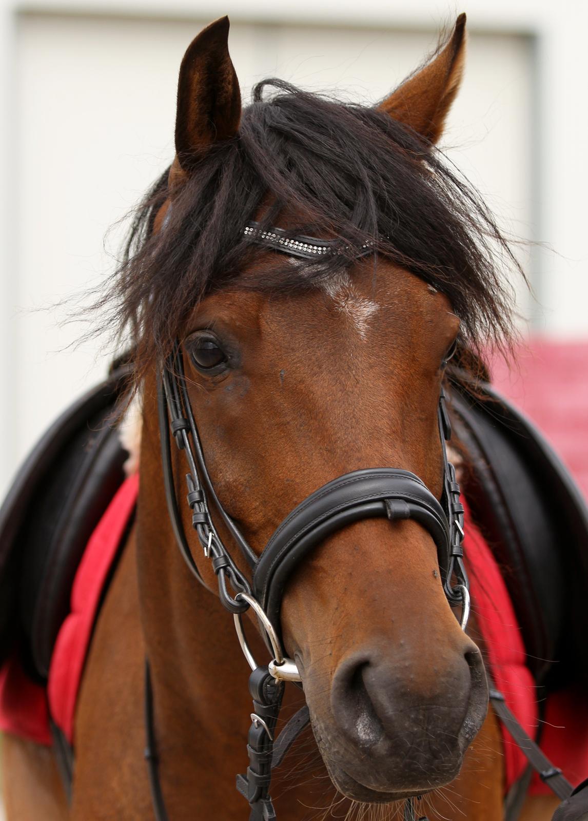 Anden særlig race Anubis billede 13