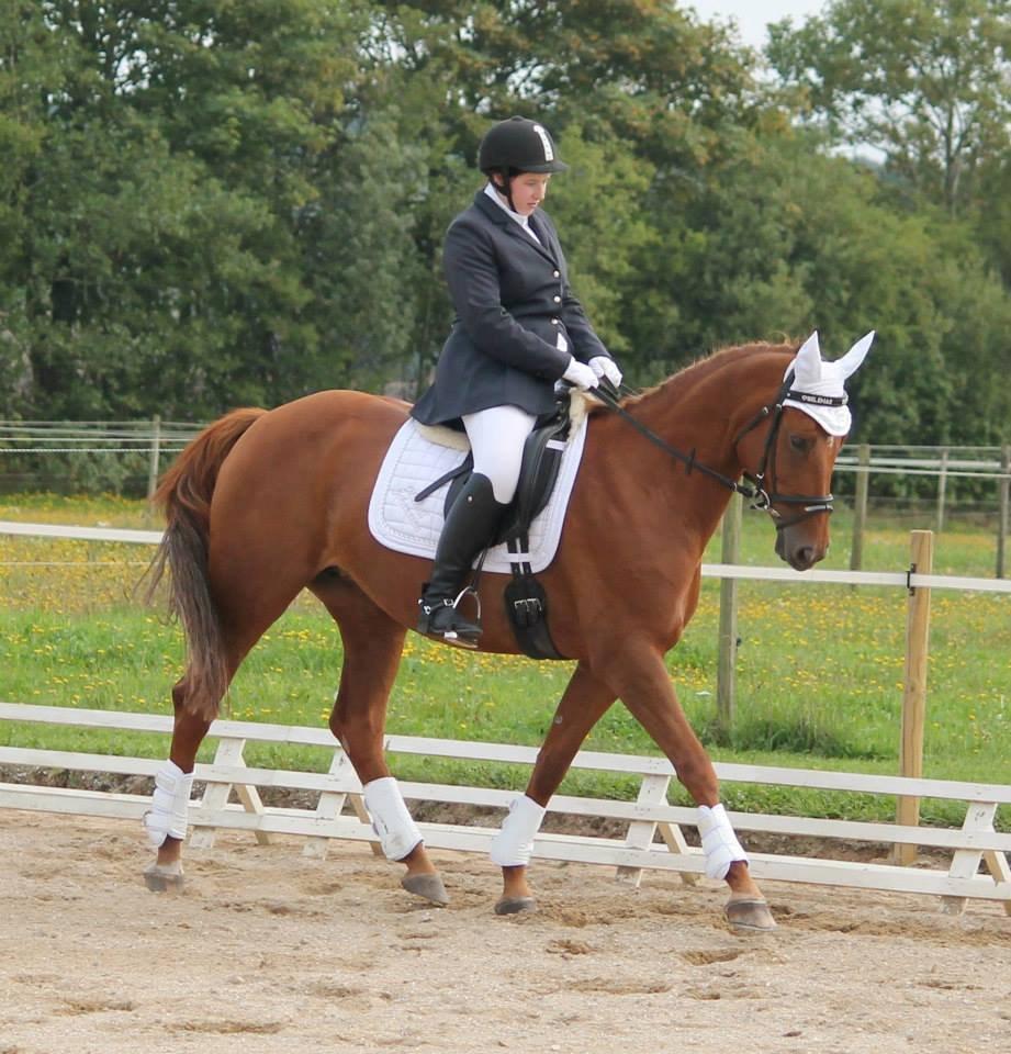 Hannoveraner Selena billede 16