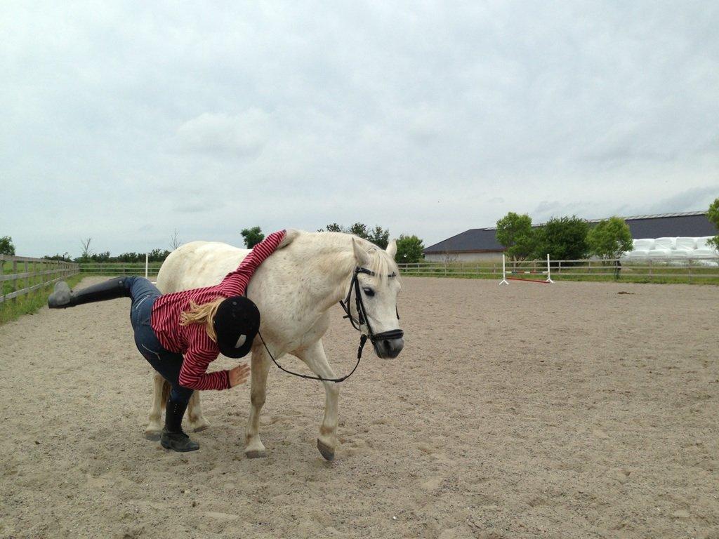 Dartmoor Taura Tidl pony. - Det med at man prøver at hoppe op og så når man sidder glider man ned på den anden side:D billede 7