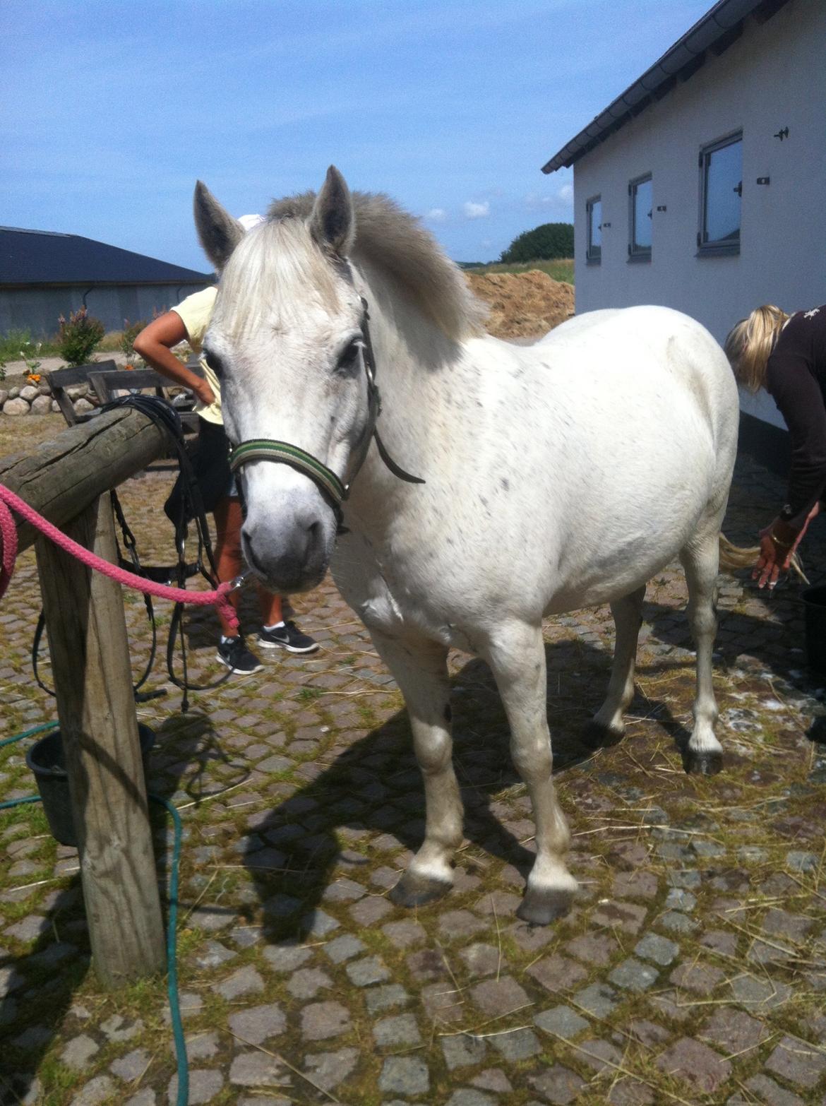 Dartmoor Taura Tidl pony. - Så er ponyen vasket og er klar til vores første stævne. billede 8