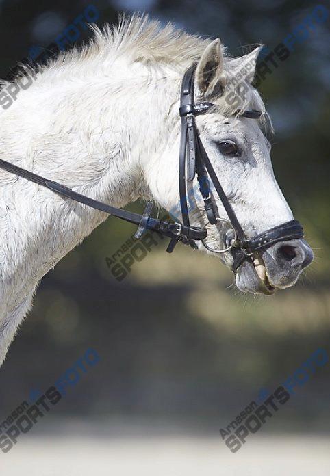 Dartmoor Taura Tidl pony. - Hej hej! :D :) billede 14