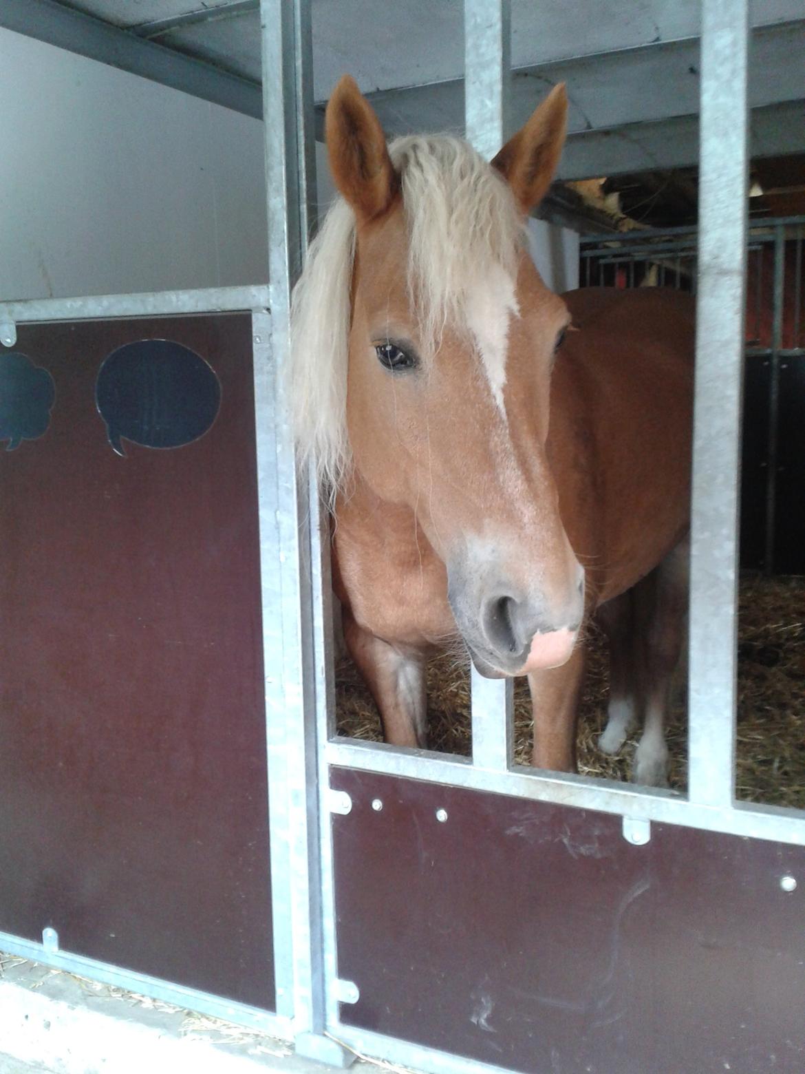 Haflinger missy <3 - Velkommen til Missy's profil! En skøn haflinger! <3 billede 1