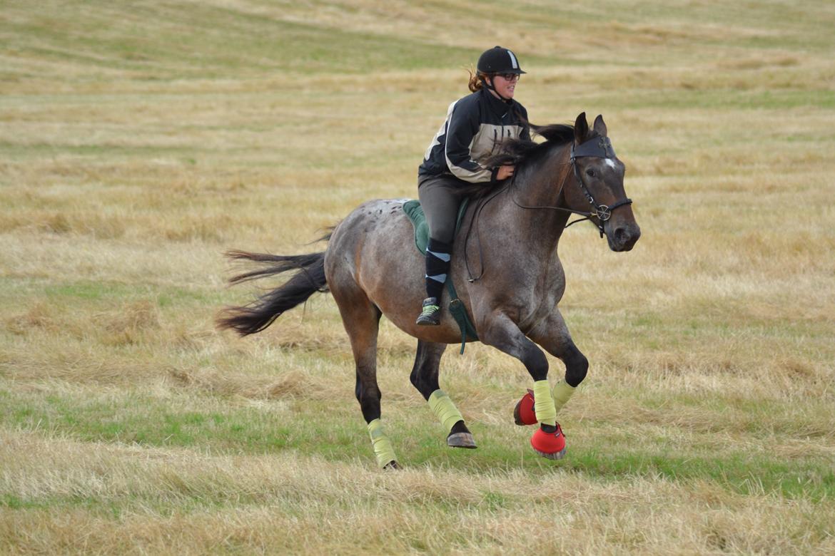 Polsk Koldblod Victor ( aflivet) 22/09-16 billede 4