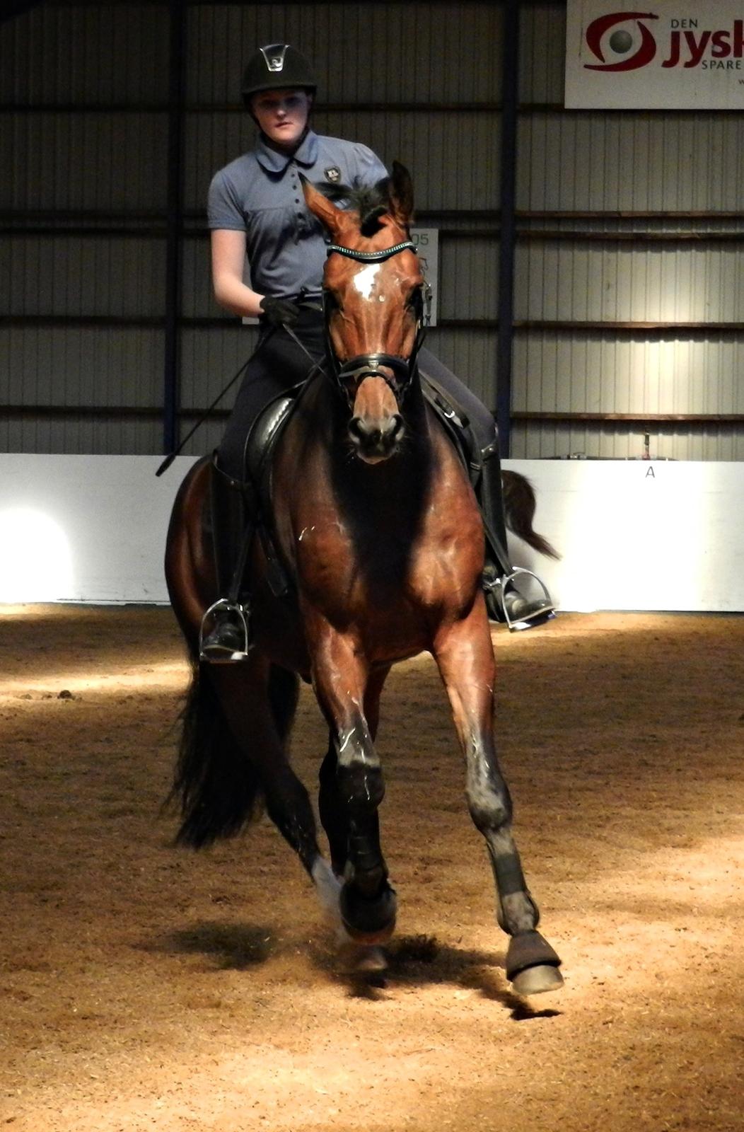 Dansk Varmblod First Move A.B. billede 11