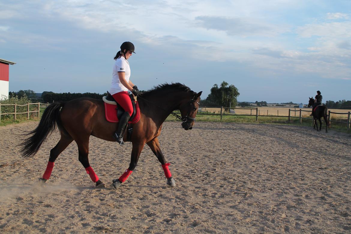 Dansk Varmblod Landeur (Litan) R.I.P billede 23