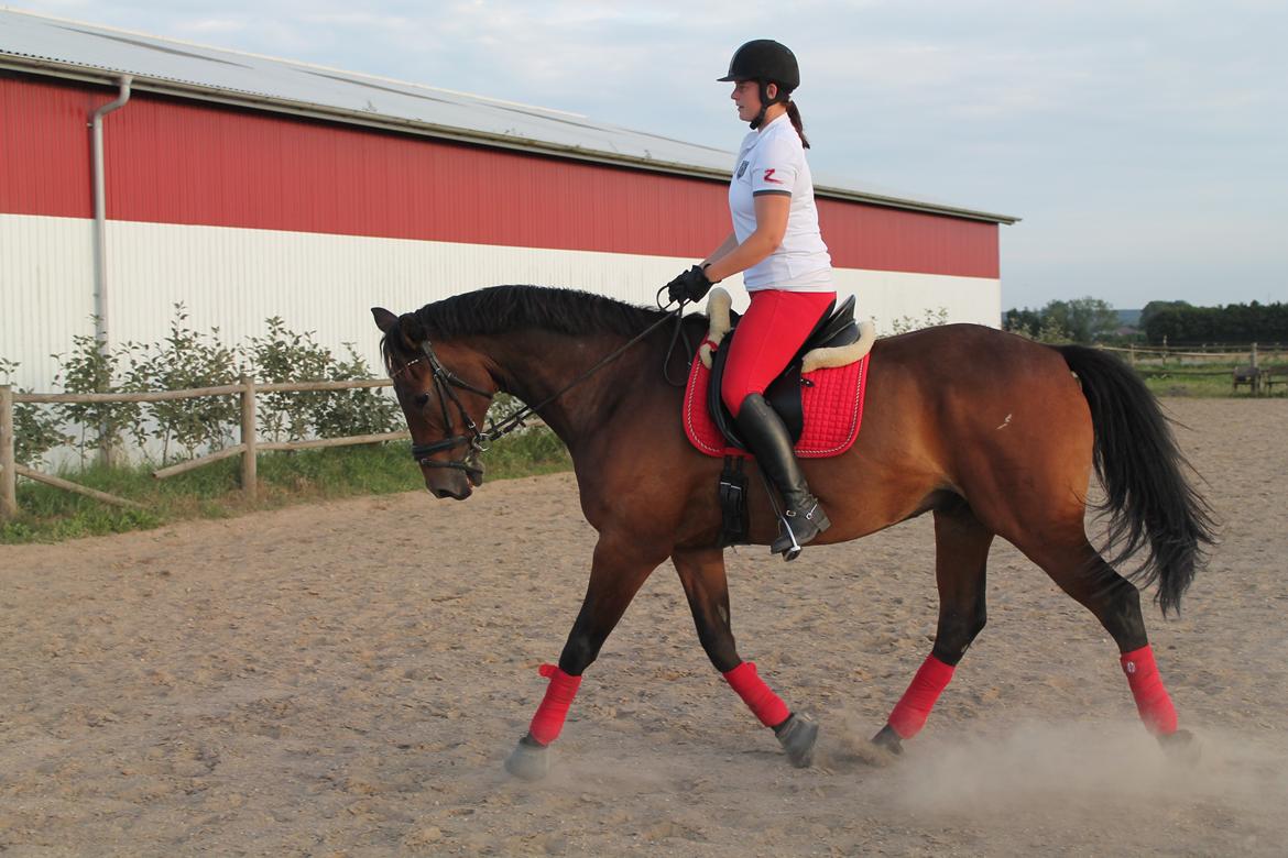 Dansk Varmblod Landeur (Litan) R.I.P billede 26