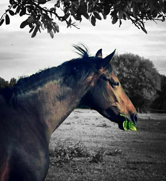 Anden særlig race ¤Melissa¤ billede 27