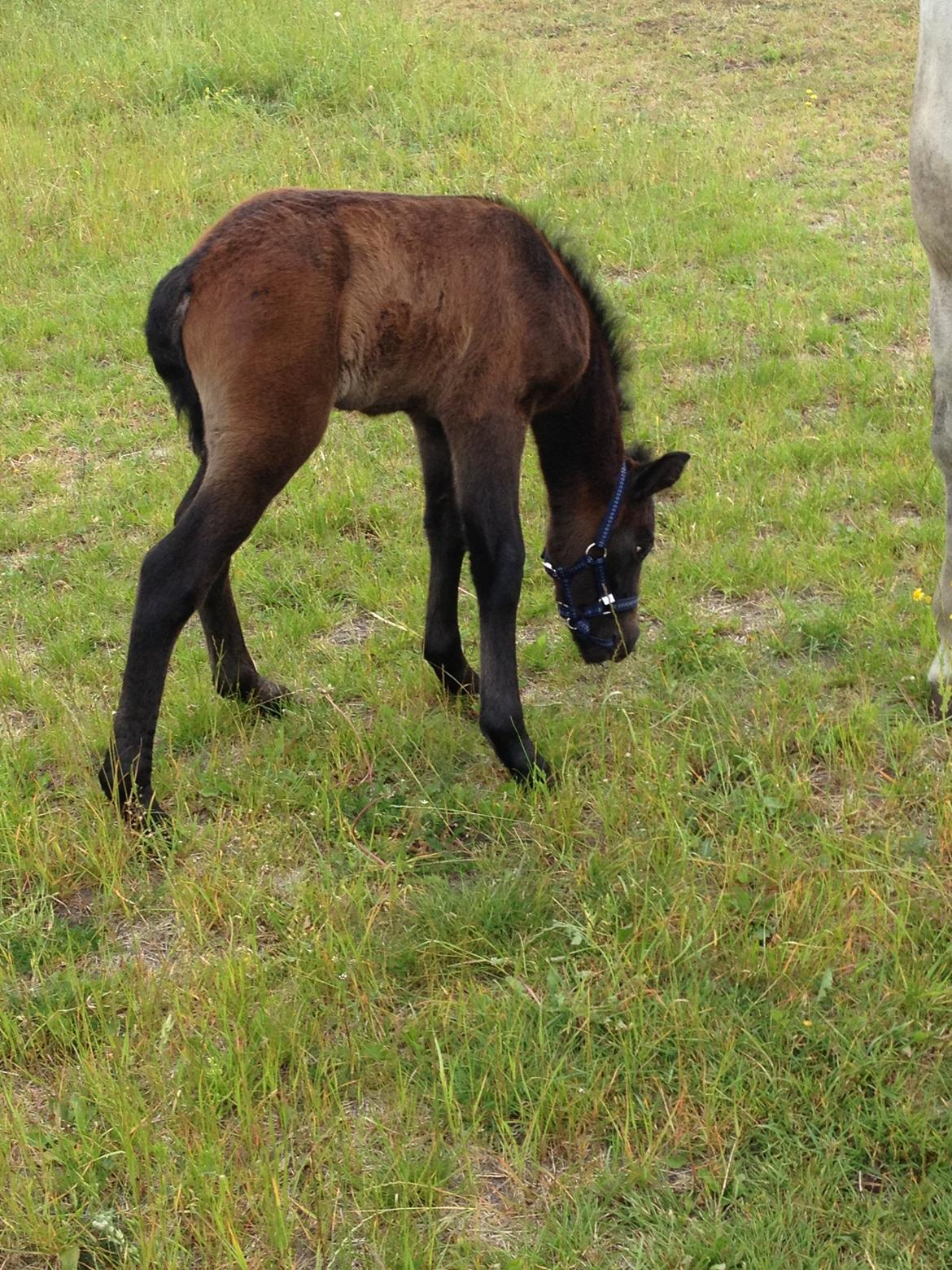 Connemara Granly´s Weena billede 21
