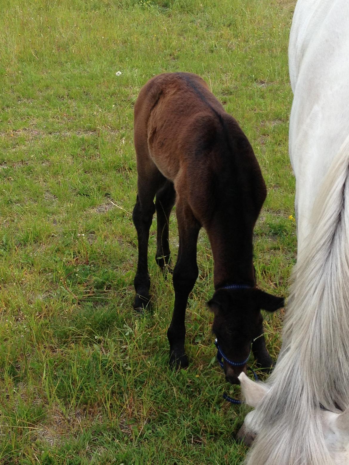 Connemara Granly´s Weena billede 22