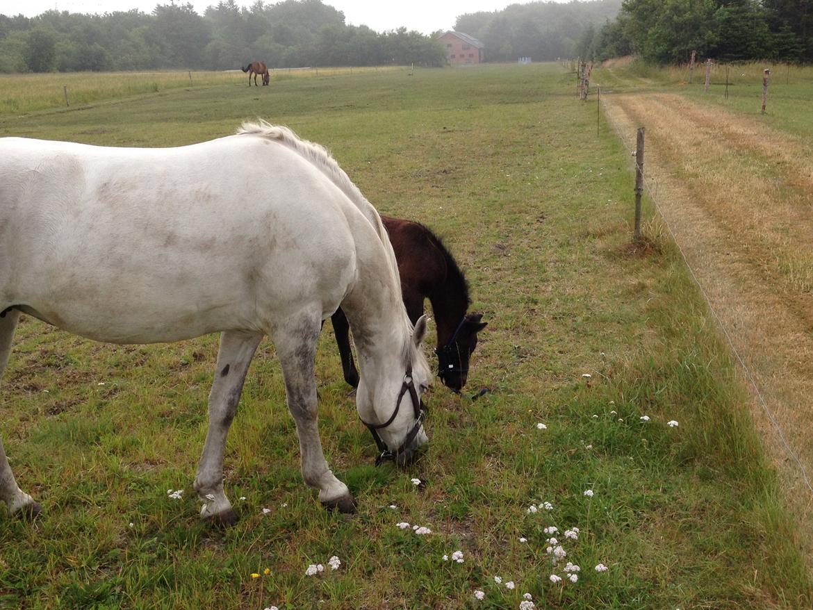 Connemara Granly´s Weena billede 23