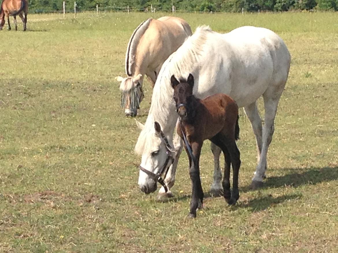 Connemara Granly´s Weena billede 24