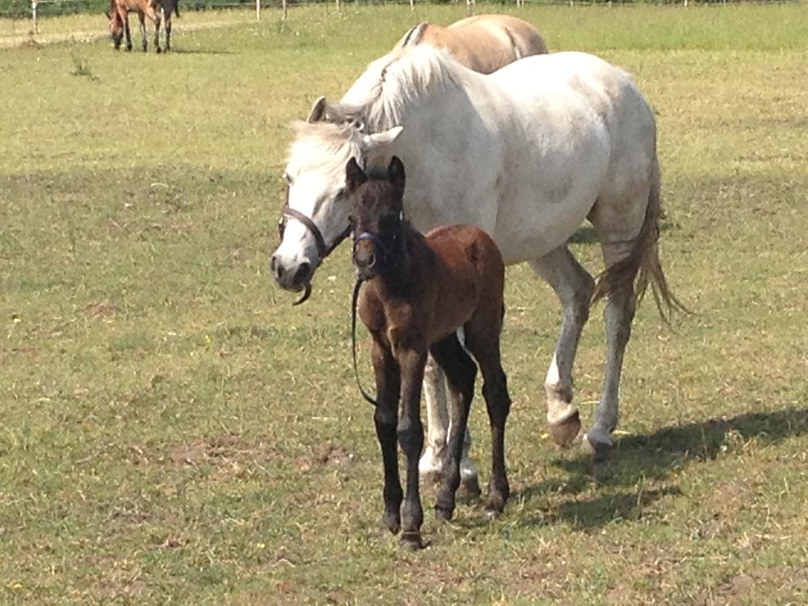 Connemara Granly´s Weena billede 25