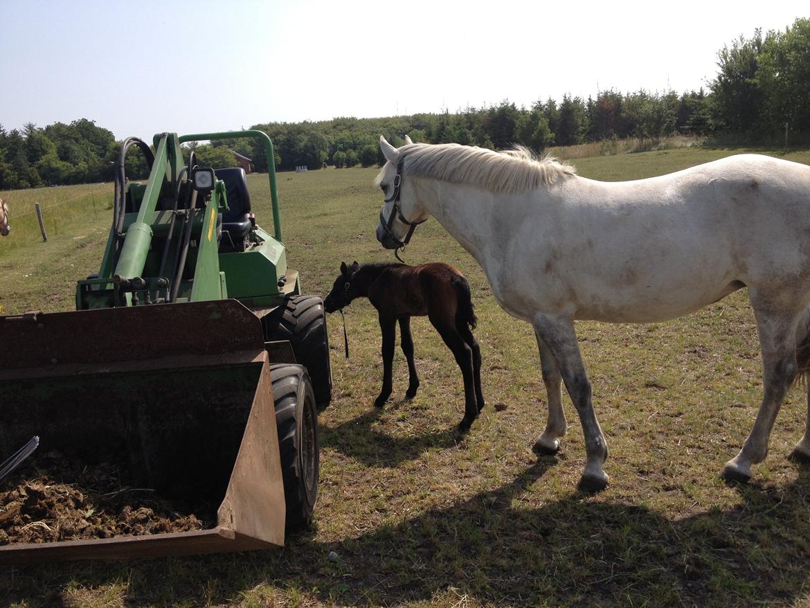Connemara Granly´s Weena billede 26