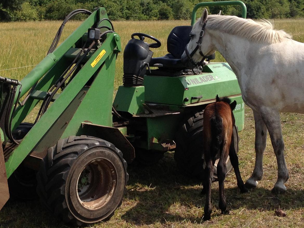 Connemara Granly´s Weena - gad vide om den kan spises ??? billede 27
