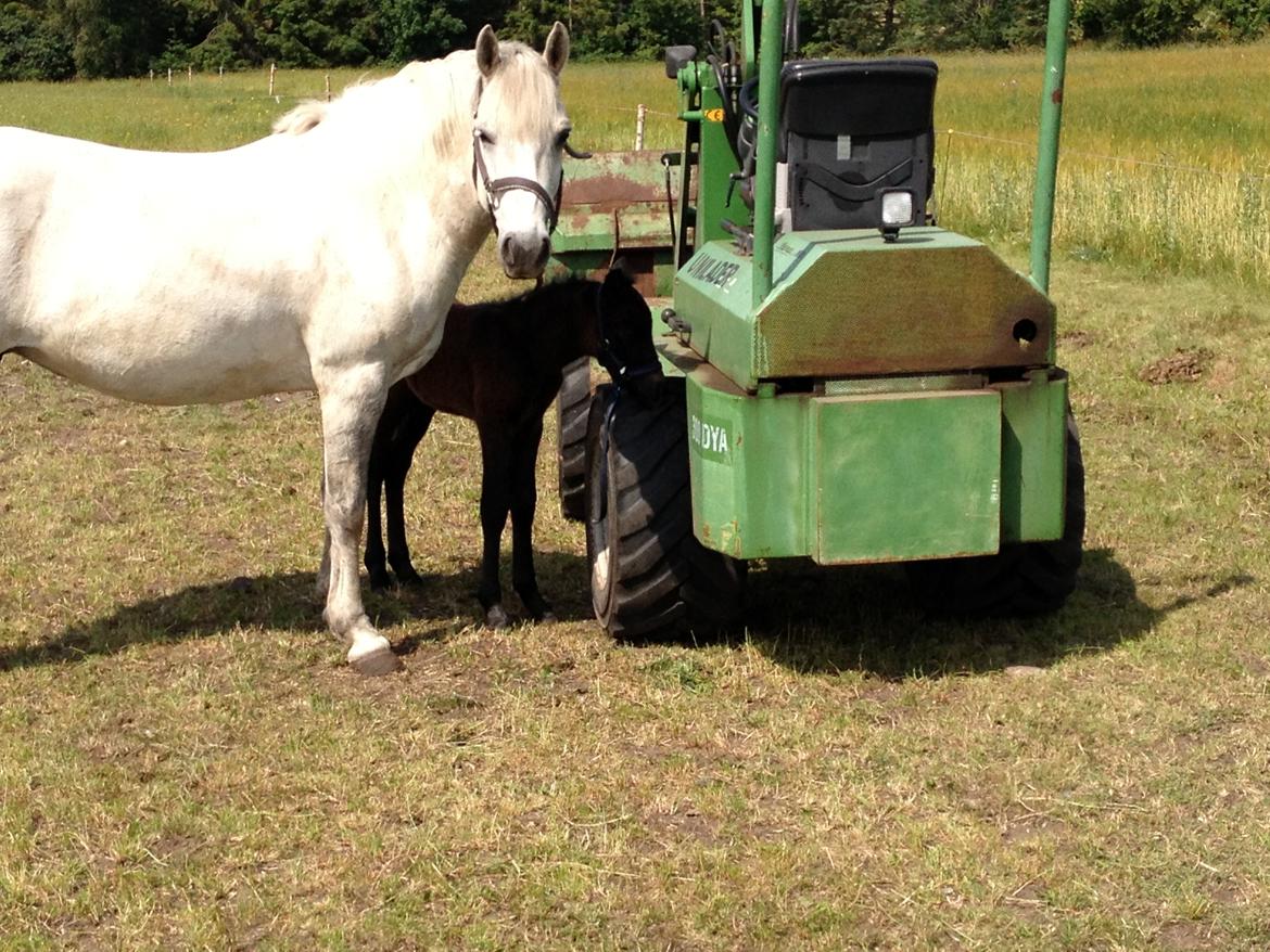 Connemara Granly´s Weena billede 28