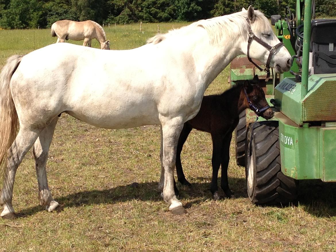 Connemara Granly´s Weena billede 29
