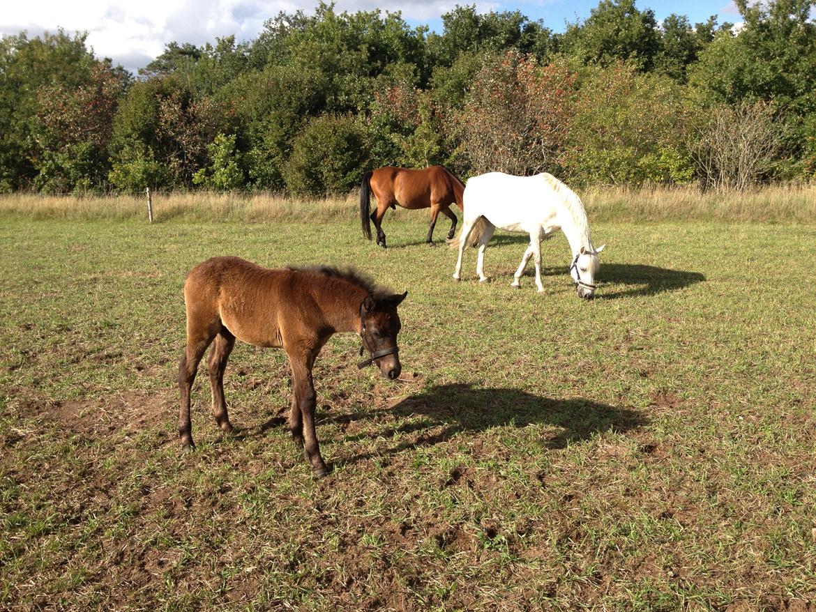 Connemara Granly´s Weena billede 30