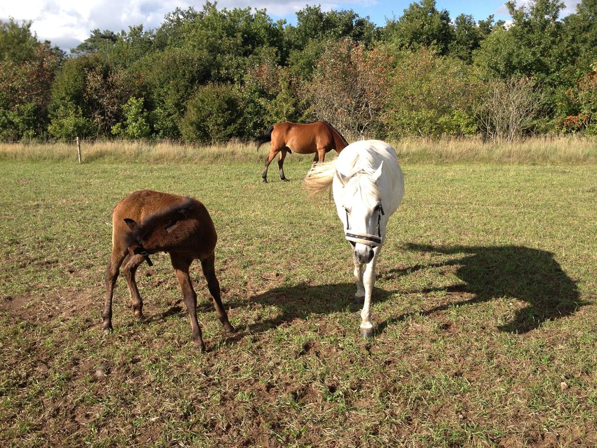 Connemara Granly´s Weena billede 31